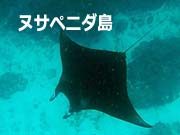 ペニダ島マンタと会えるシュノーケリングツアー